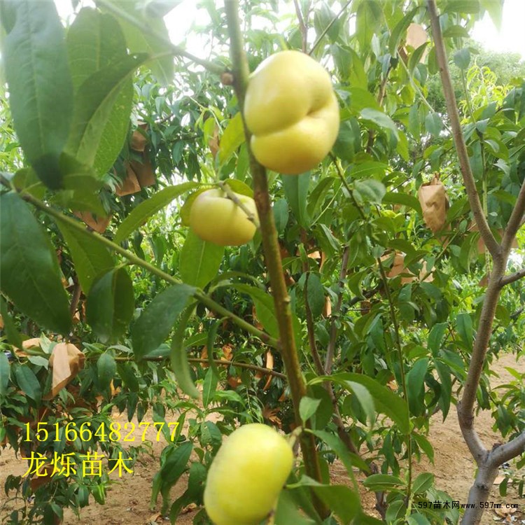 油蟠6-6优质油蟠桃苗 油蟠6-6优质油蟠桃苗