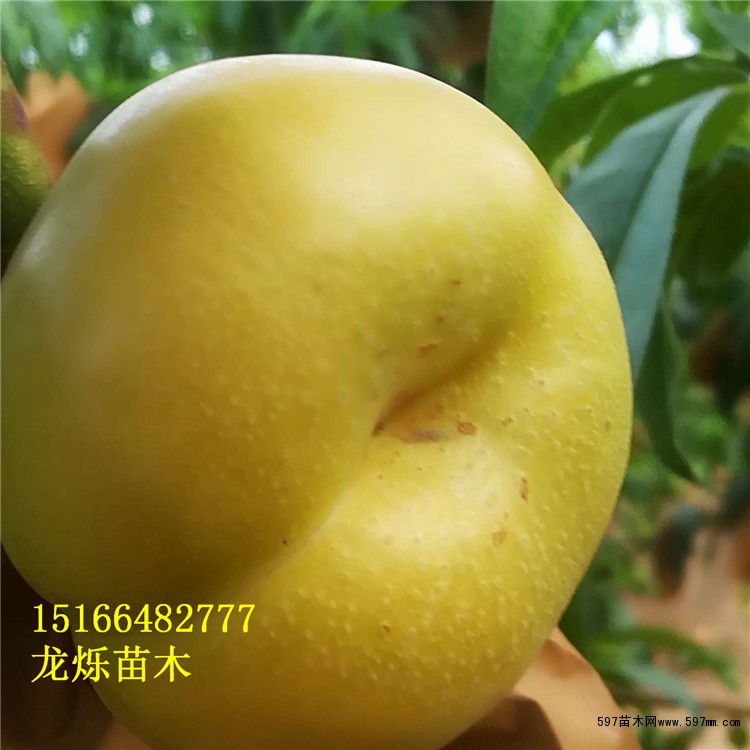 油蟠6-6优质油蟠桃苗 油蟠6-6优质油蟠桃苗