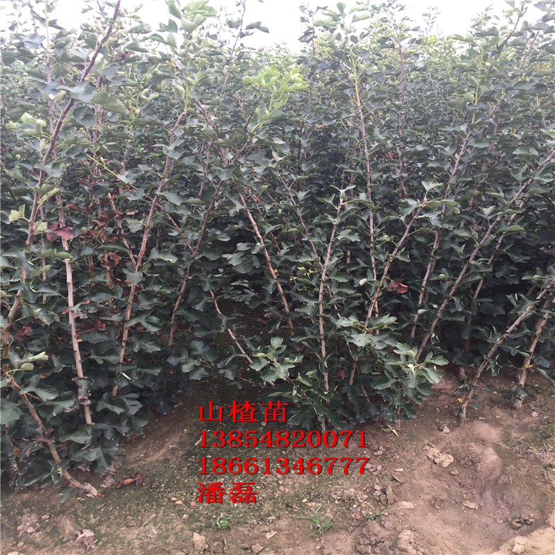 山楂树苗