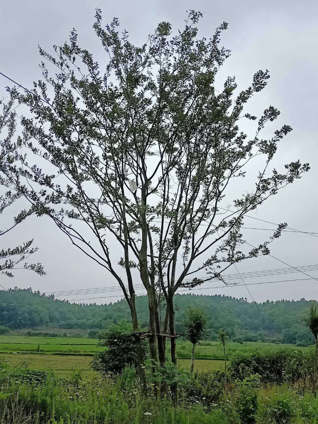 多杆丛生朴树 多杆丛生朴树