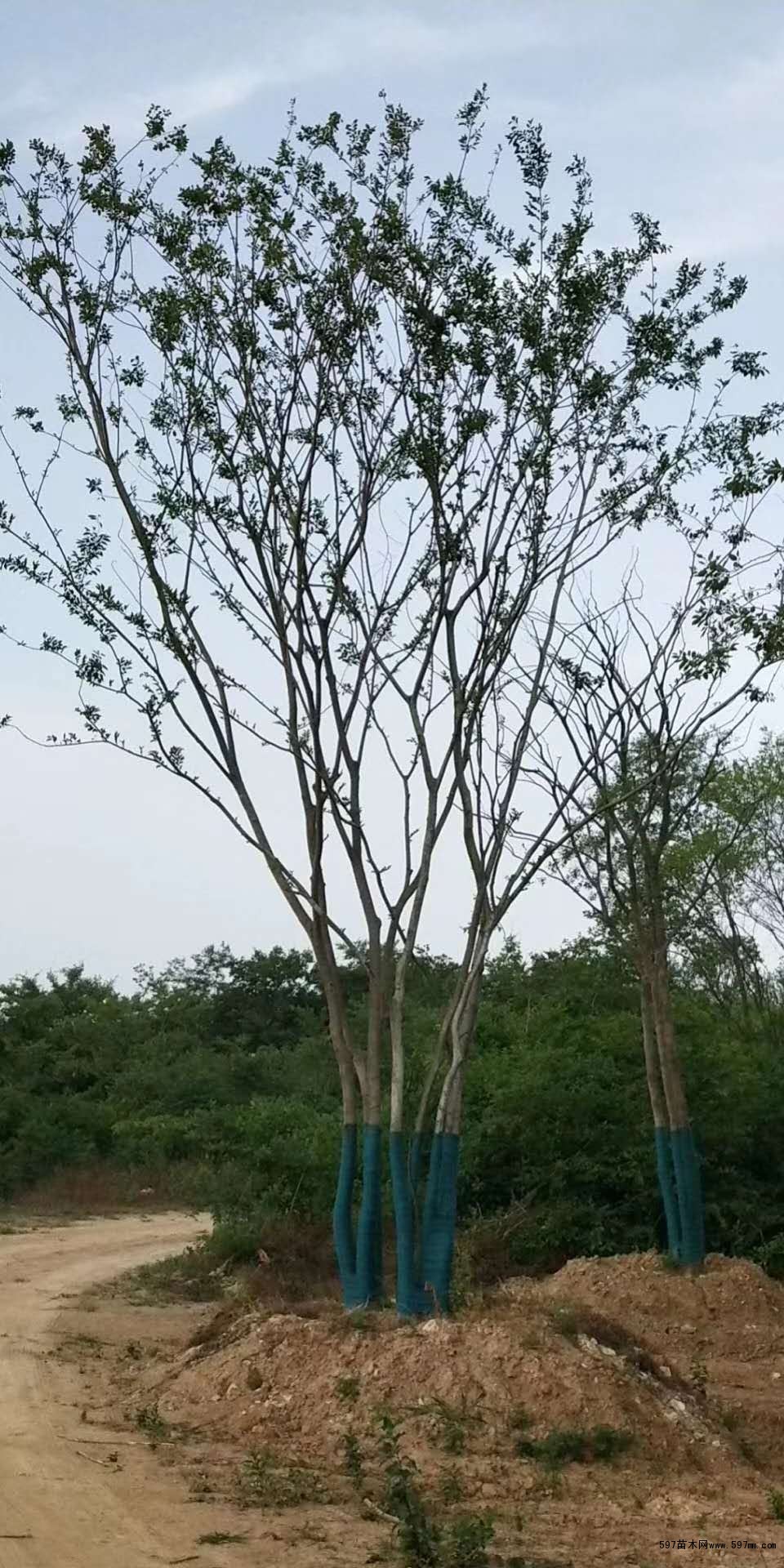 精品丛生朴树 精品丛生朴树