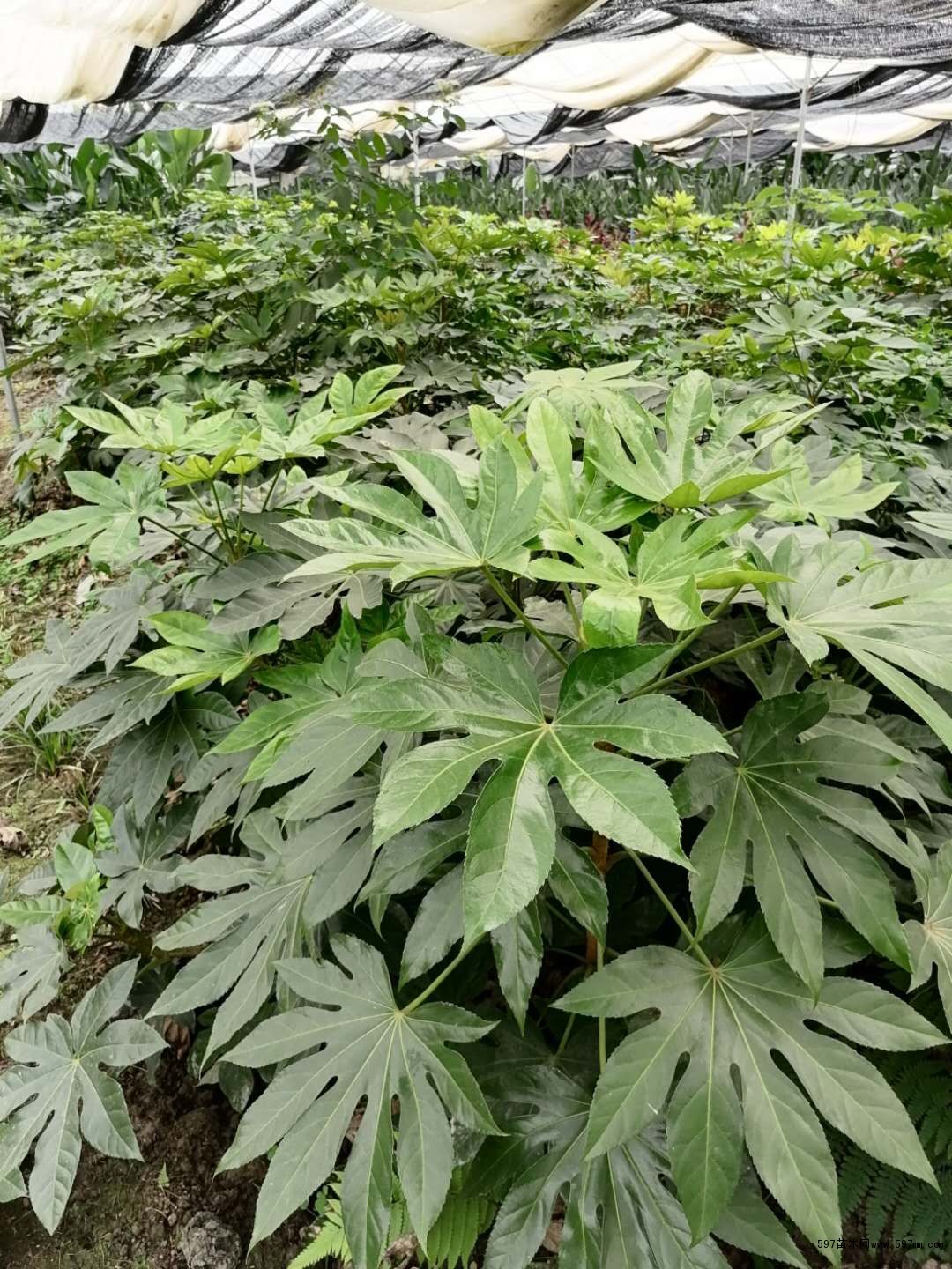 八角金盘价格面议 八角金盘价格面议
