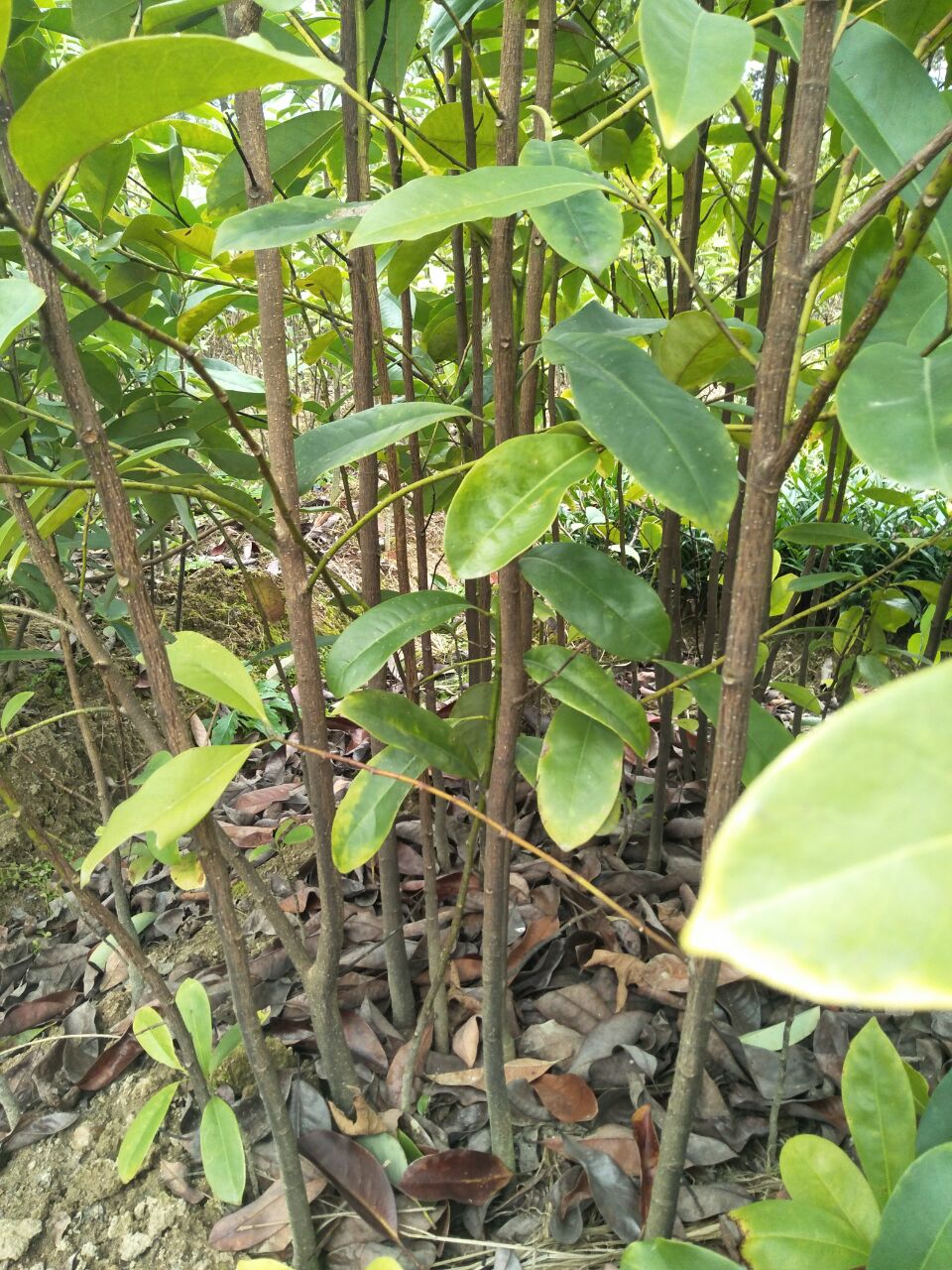 深山含笑小苗