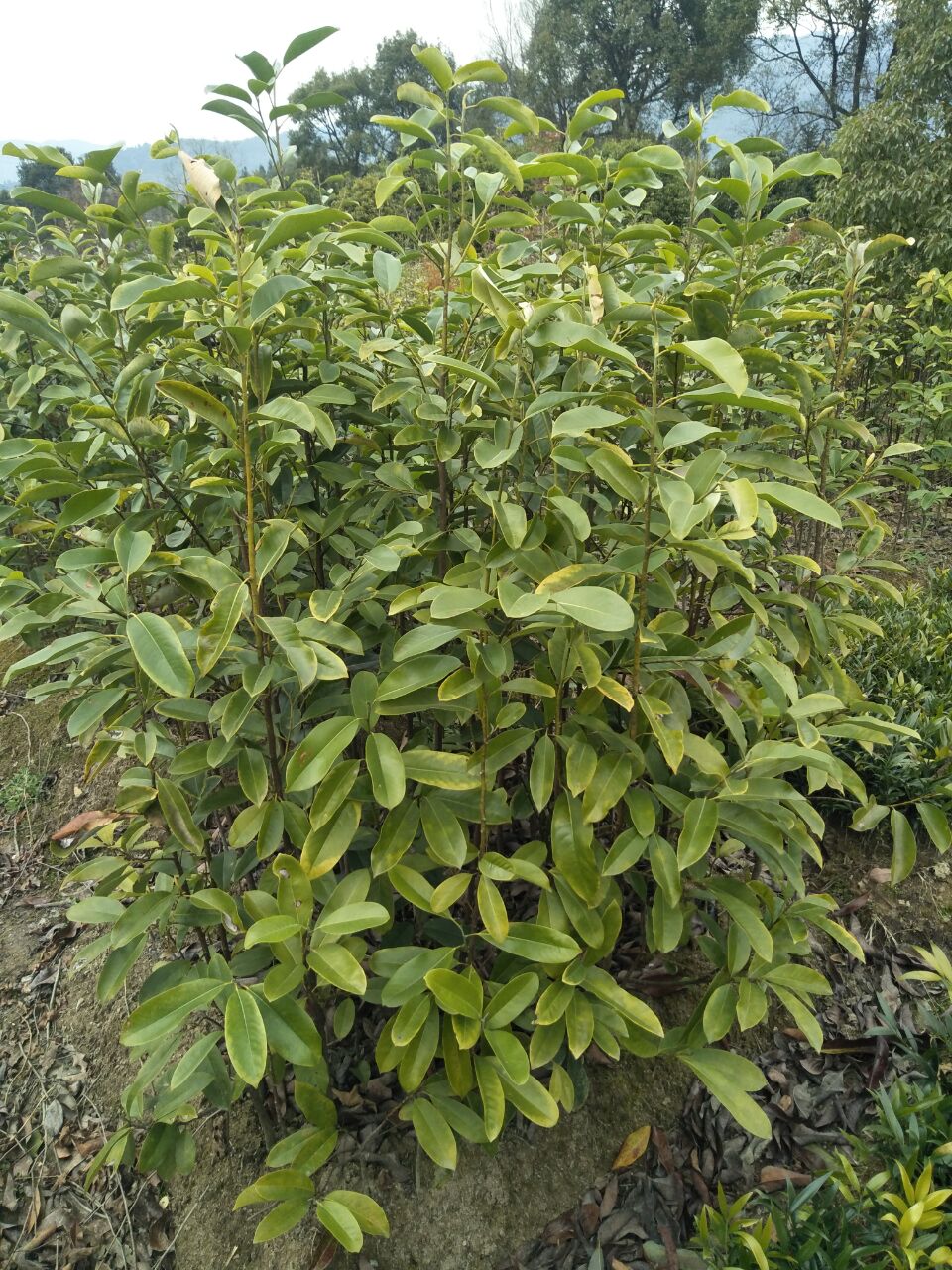 深山含笑小苗