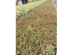 紫叶千鸟花杯苗低价出售-供应紫叶千鸟花工程绿化苗|盆花|花卉盆景