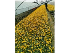 黄色的三色堇基地批发，三色堇报价，三色堇基地|盆花|花卉盆景