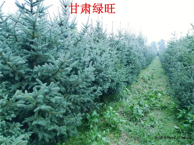 甘肃云杉 甘肃云杉