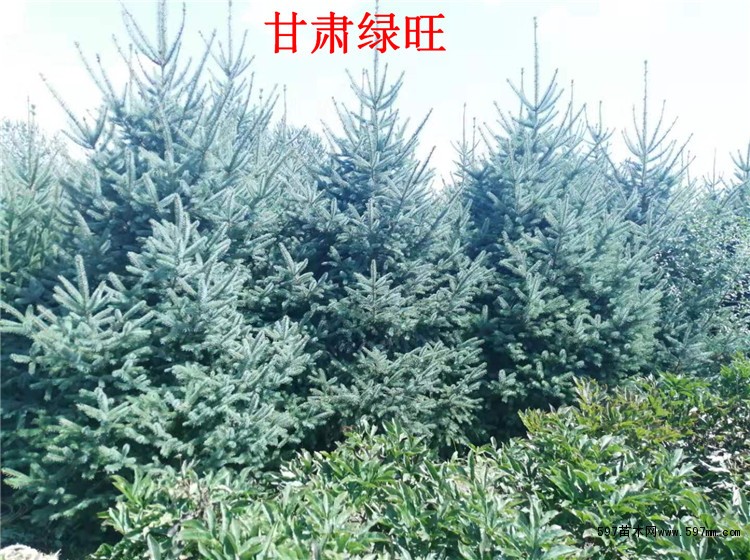 甘肃云杉 甘肃云杉
