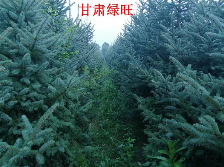 甘肃云杉 甘肃云杉