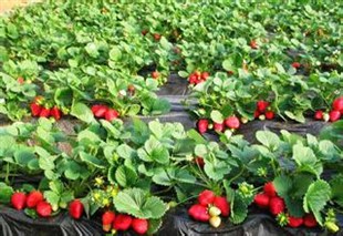 哪有草莓苗出售-出售价格