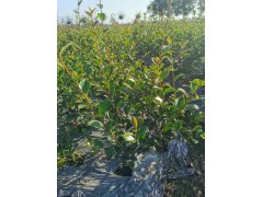茶梅地苗毛笼子有售，基地还有茶梅小杯苗供应|绿化小苗|绿化苗木