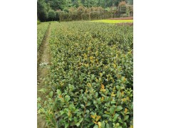 茶梅小杯苗供应，茶梅产地自产自销，茶梅的价格|绿化小苗|绿化苗木