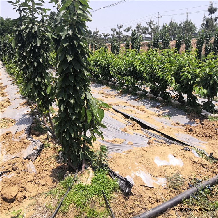 大樱桃苗 大樱桃苗