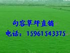 绿化草坪 绿化草坪