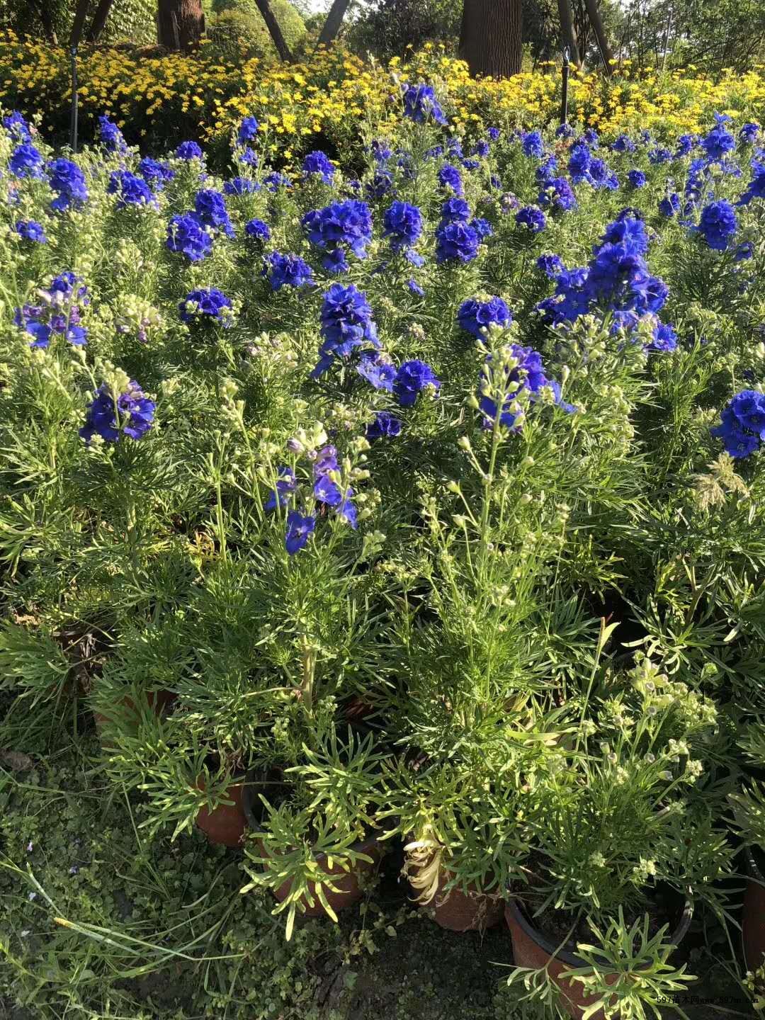飞燕草价格电议 飞燕草价格电议