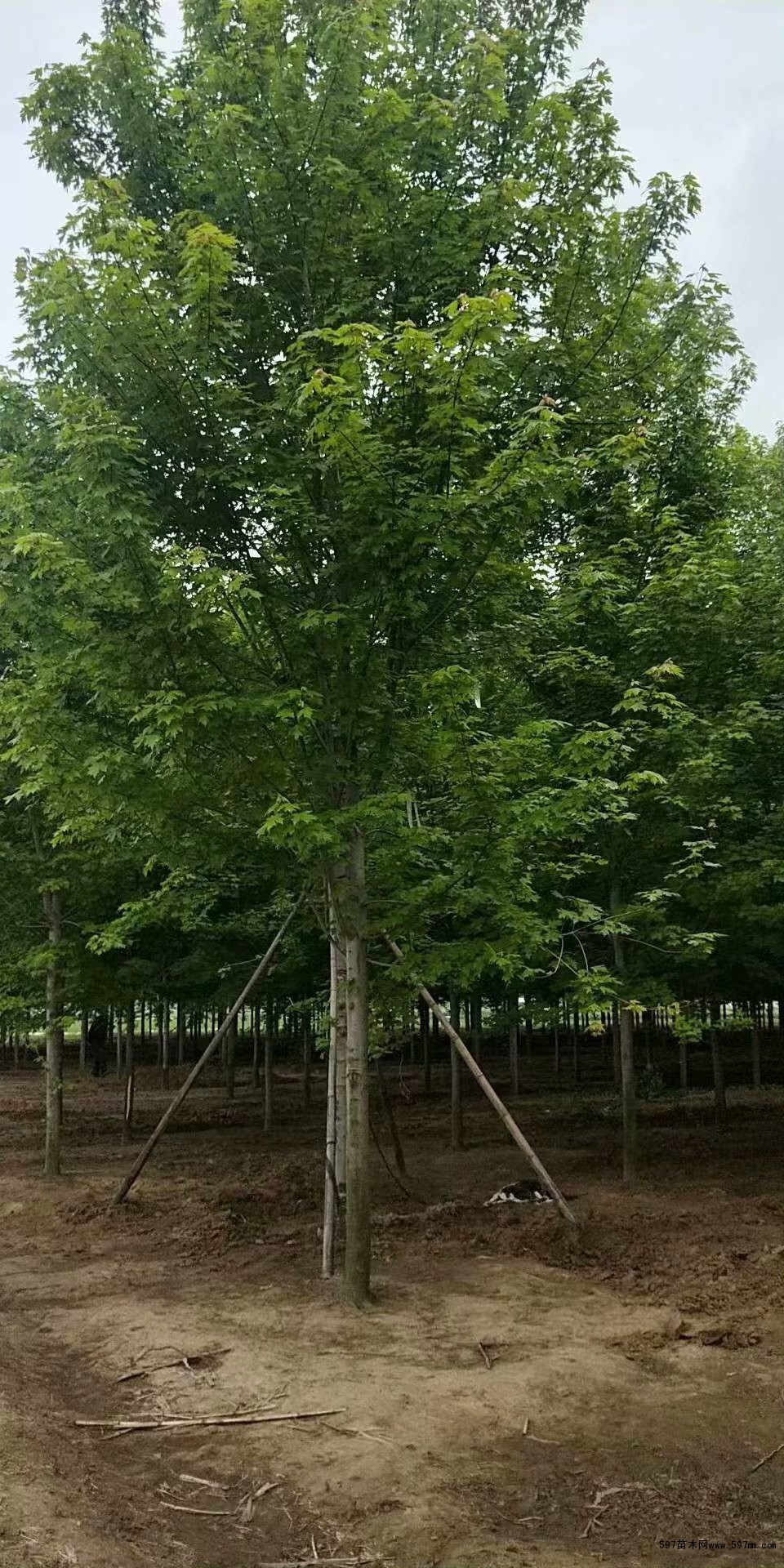 银白槭 银白槭