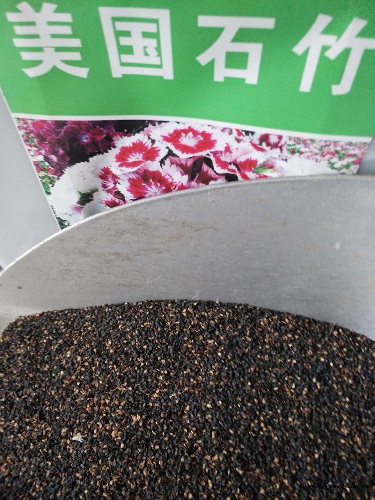 美国石竹 美国石竹