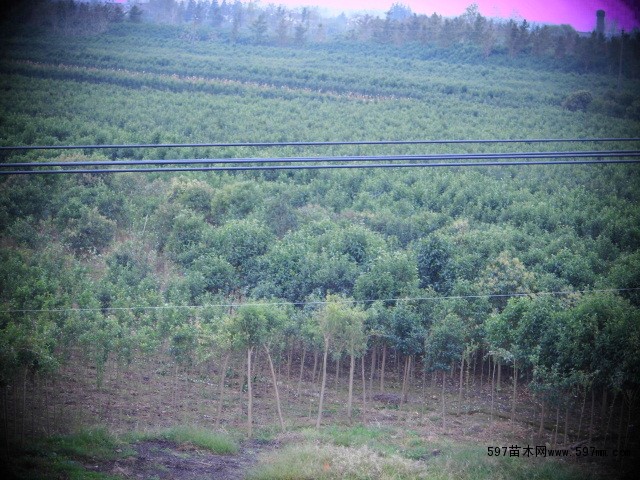 女贞种植面积近万亩 女贞种植面积近万亩