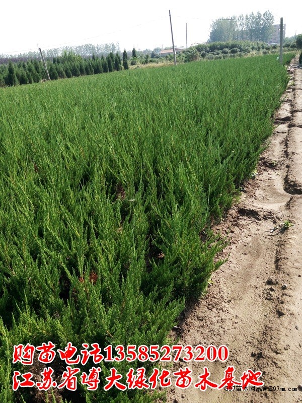 龙柏 龙柏