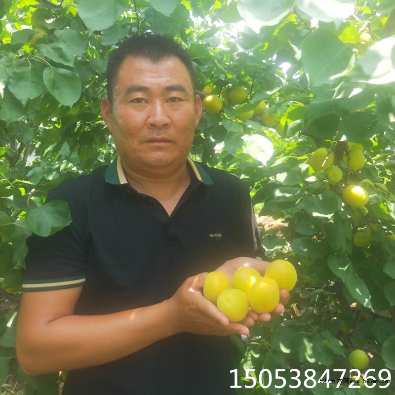 荷兰香蜜杏 荷兰香蜜杏