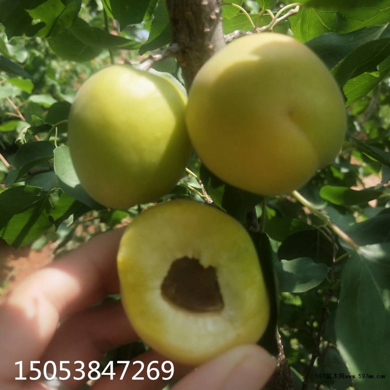 荷兰香蜜杏 荷兰香蜜杏