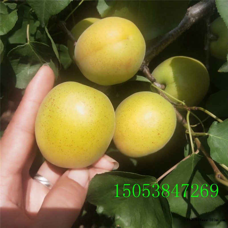 荷兰香蜜杏 荷兰香蜜杏