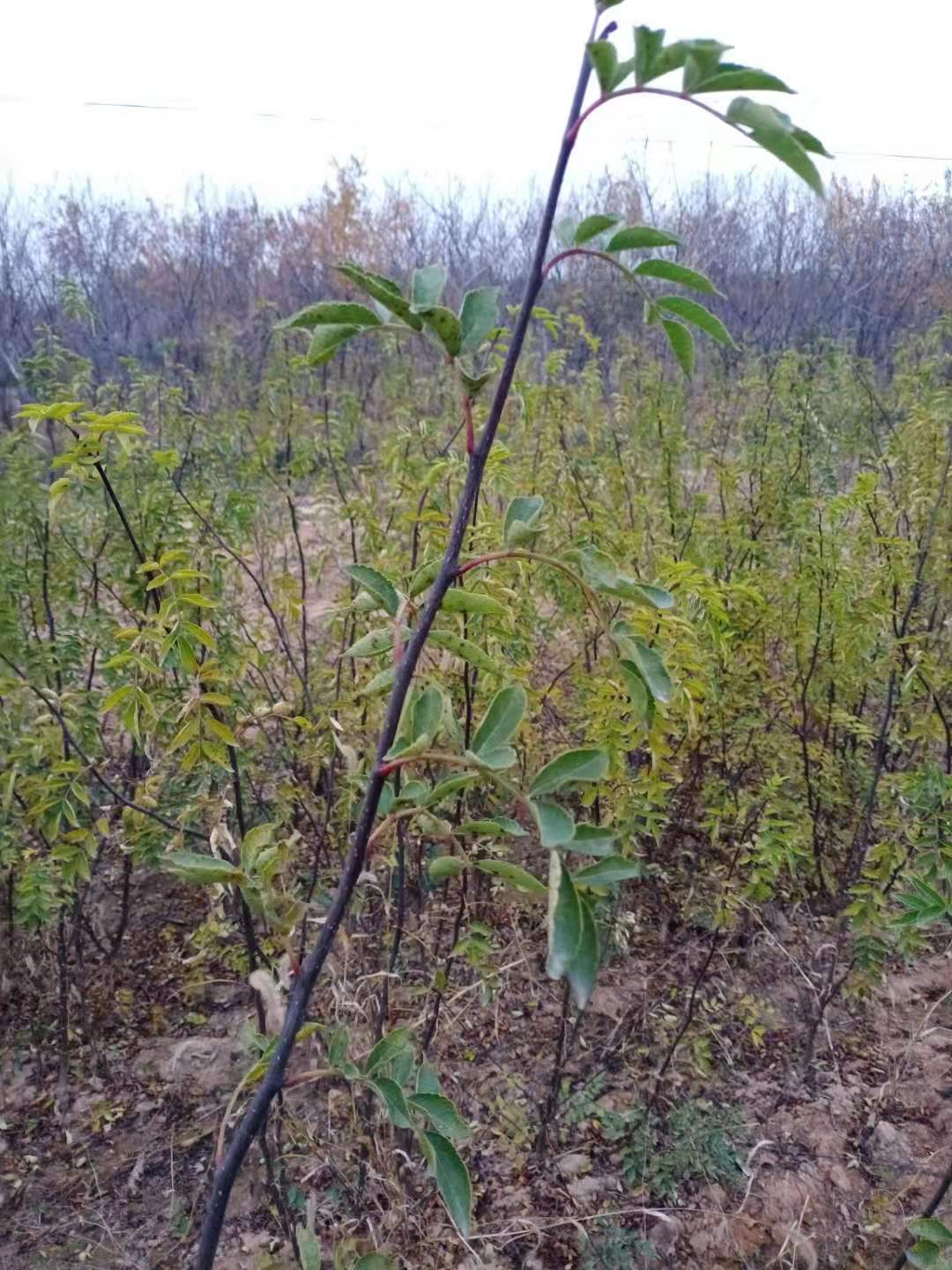 无刺花椒苗
