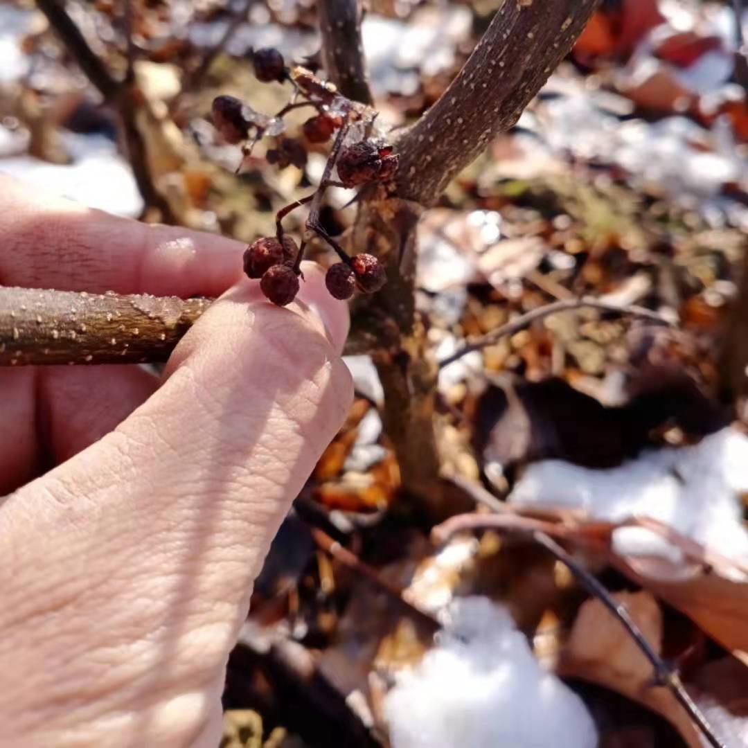 无刺花椒苗结果
