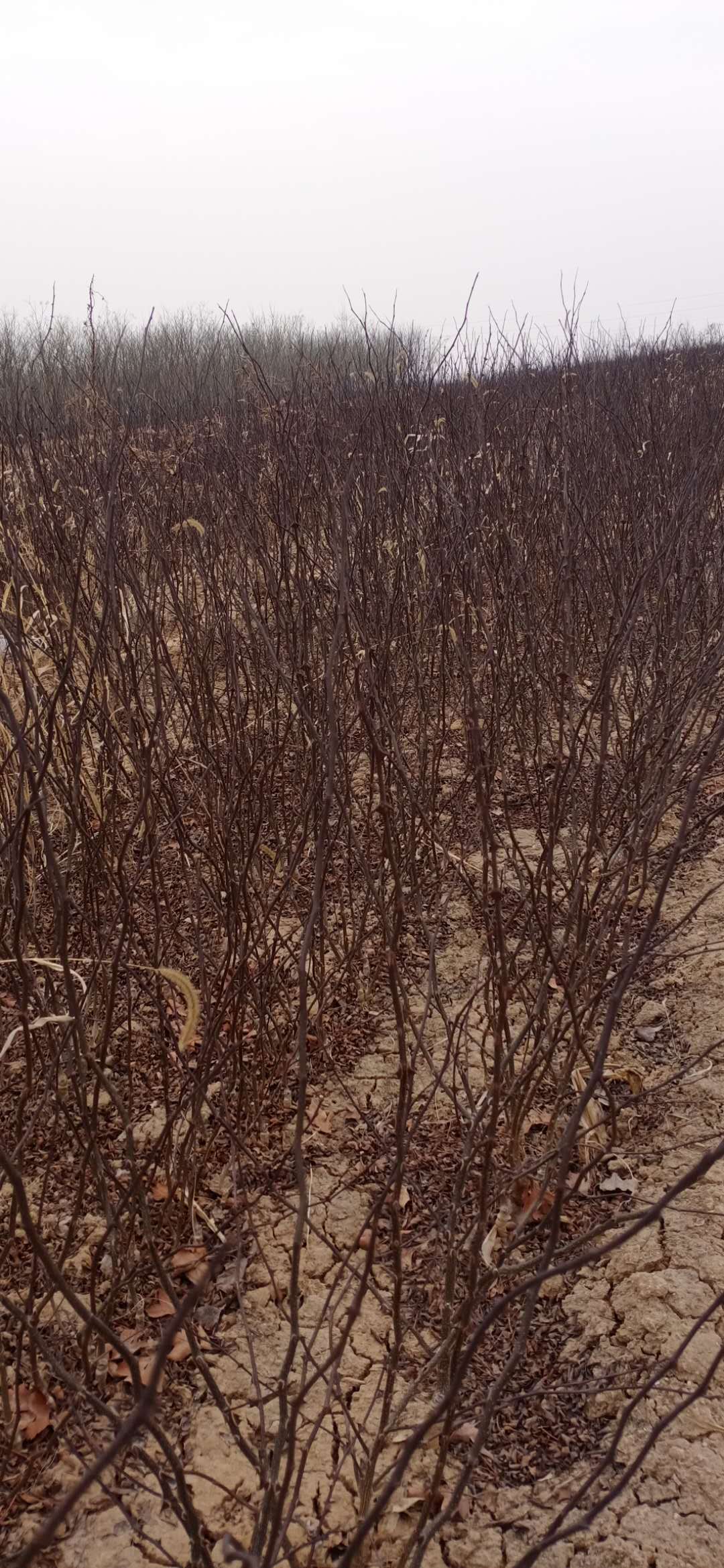 无刺花椒苗
