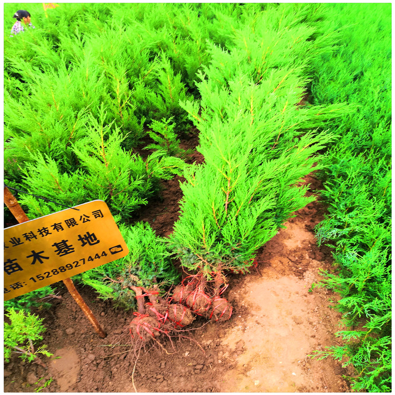 蜀桧树苗