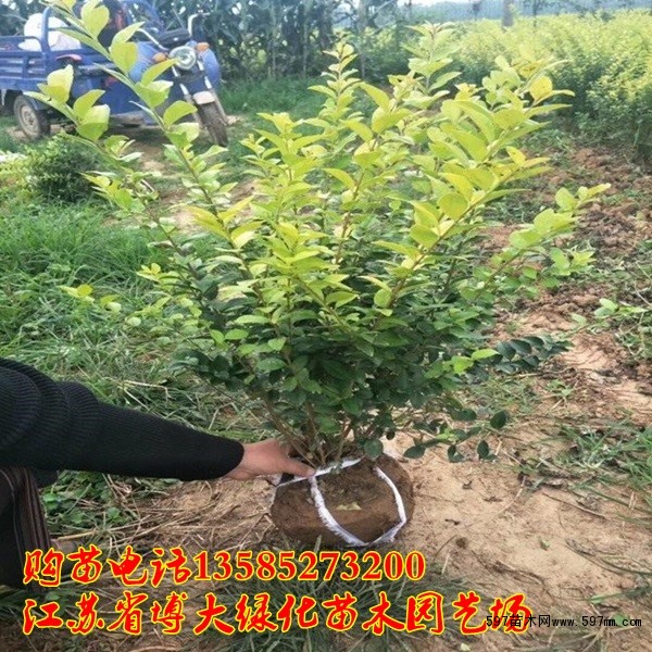 金叶女贞球 金叶女贞球