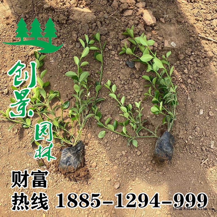 小葉扶芳藤 小葉扶芳藤