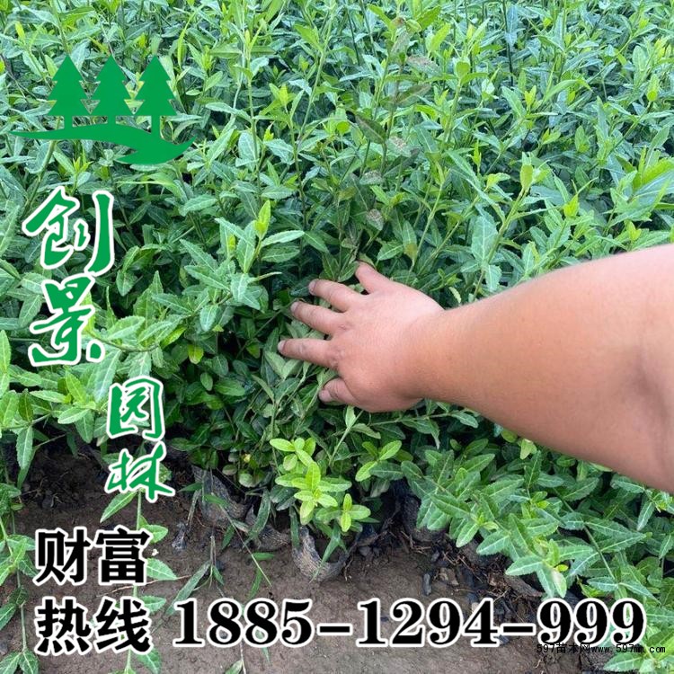 小葉扶芳藤 小葉扶芳藤