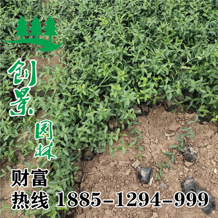扶芳藤