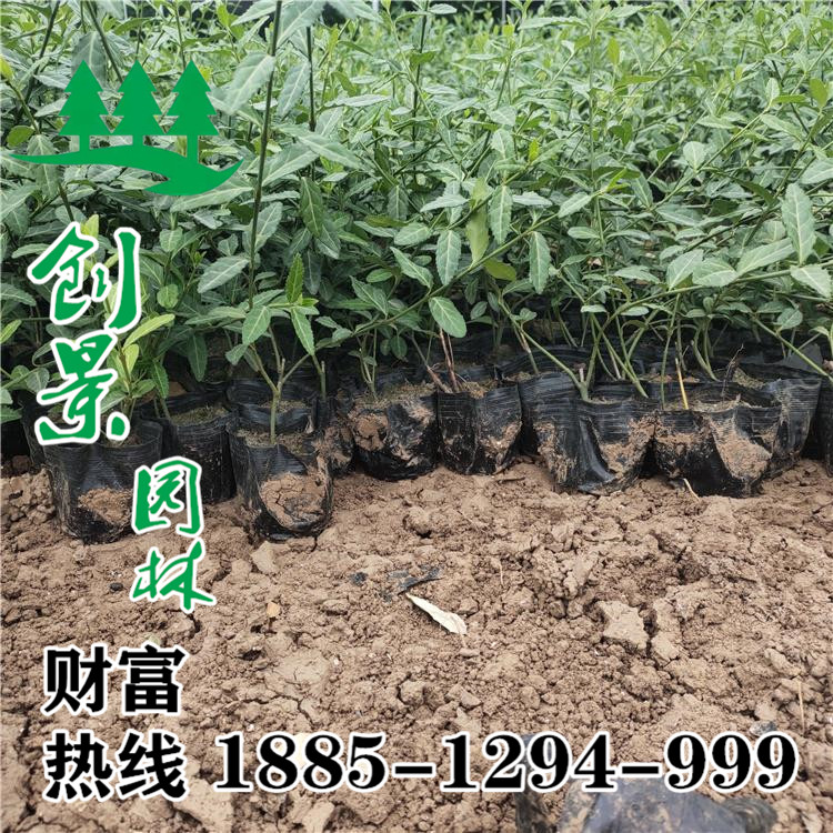 扶芳藤