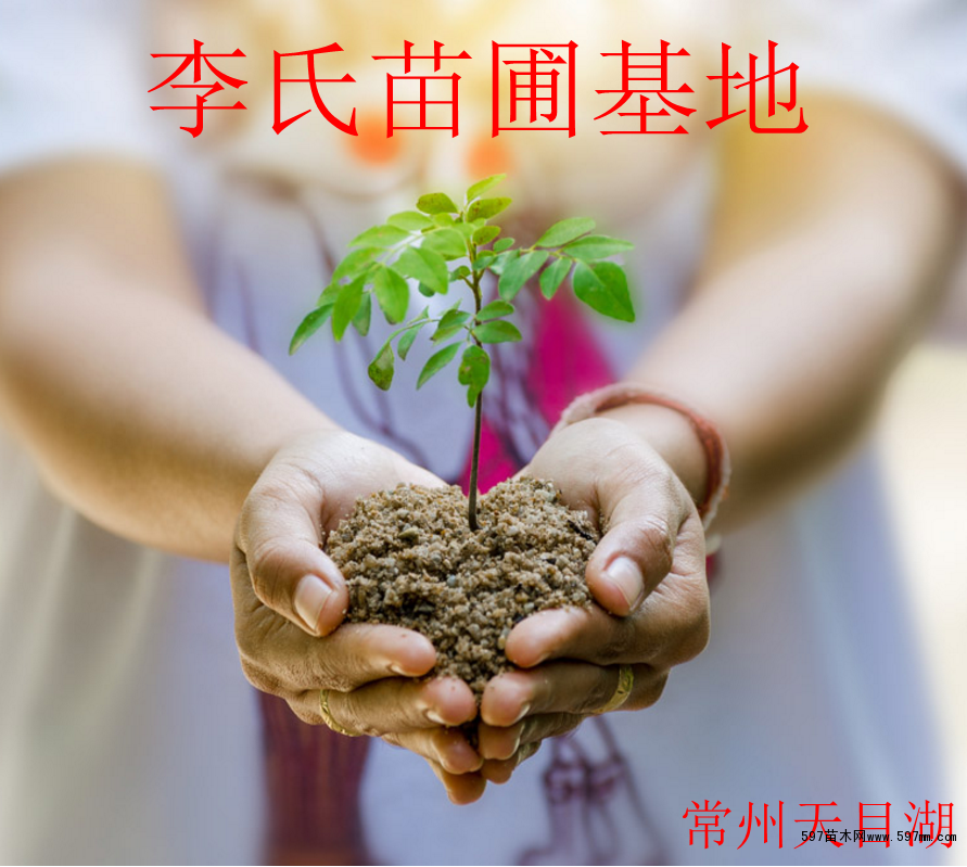 小树苗 小树苗