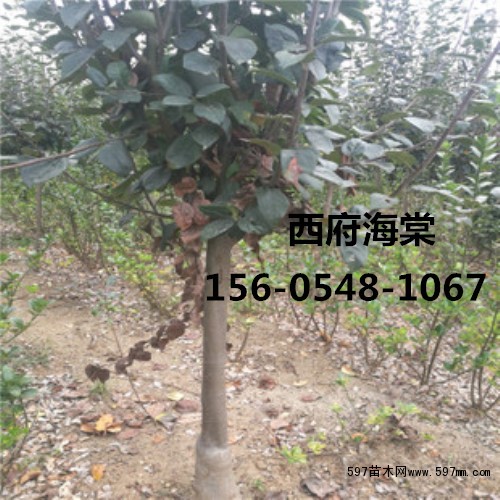 西府海棠 西府海棠