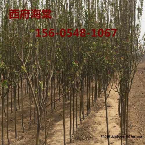西府海棠 西府海棠