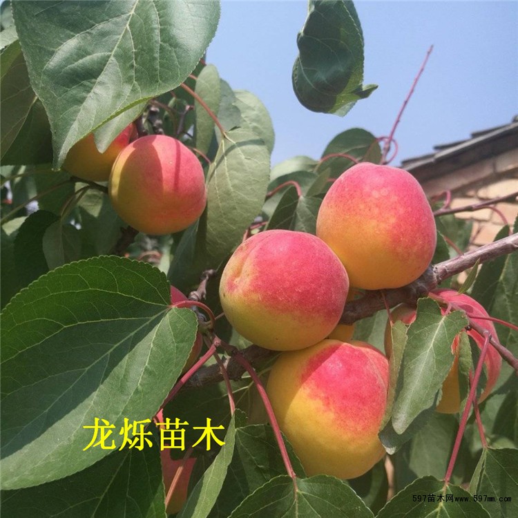 极早熟杏1号杏苗 极早熟杏1号杏苗
