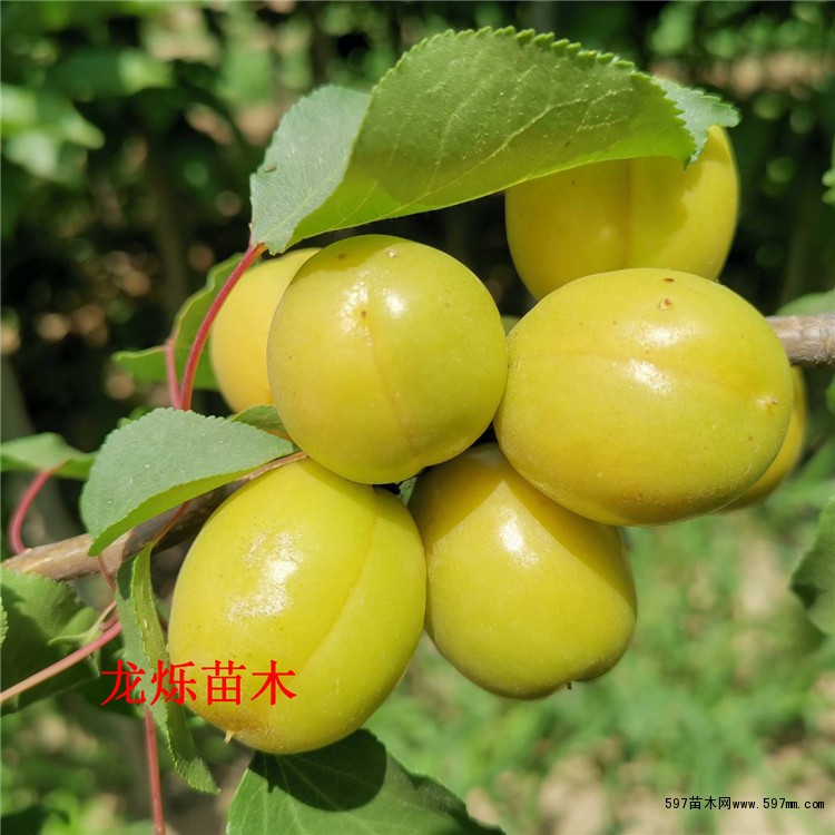 珍珠油杏杏苗 珍珠油杏杏苗
