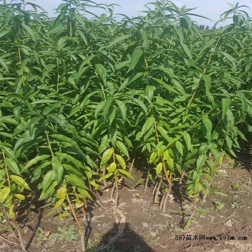 种植成活的桃树苗 种植成活的桃树苗