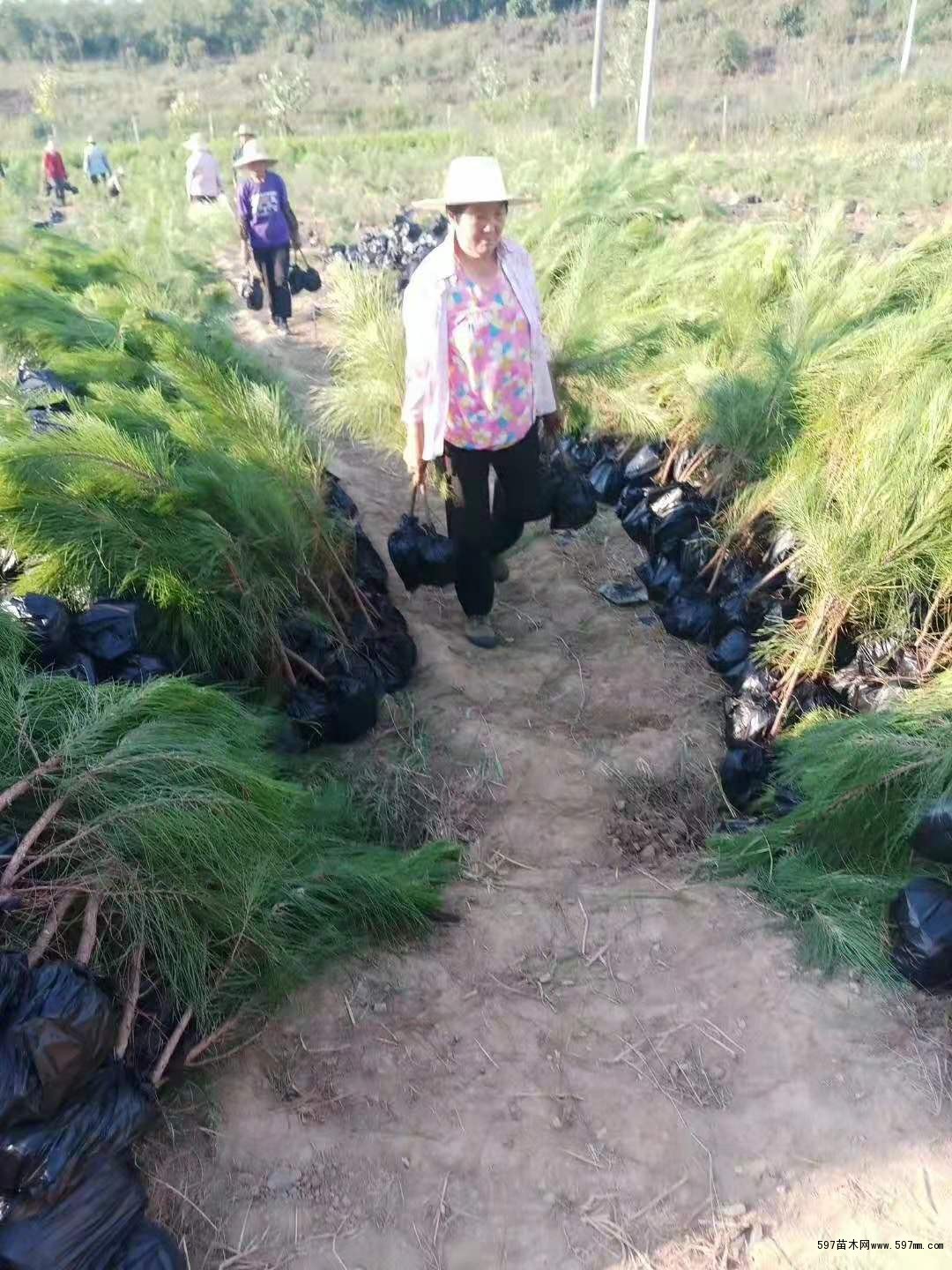 随州希望苗圃湿地松基地 随州希望苗圃湿地松基地