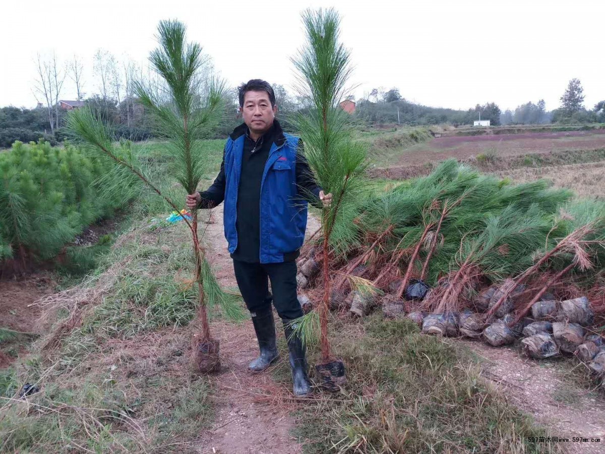 随州希望苗圃湿地松基地 随州希望苗圃湿地松基地