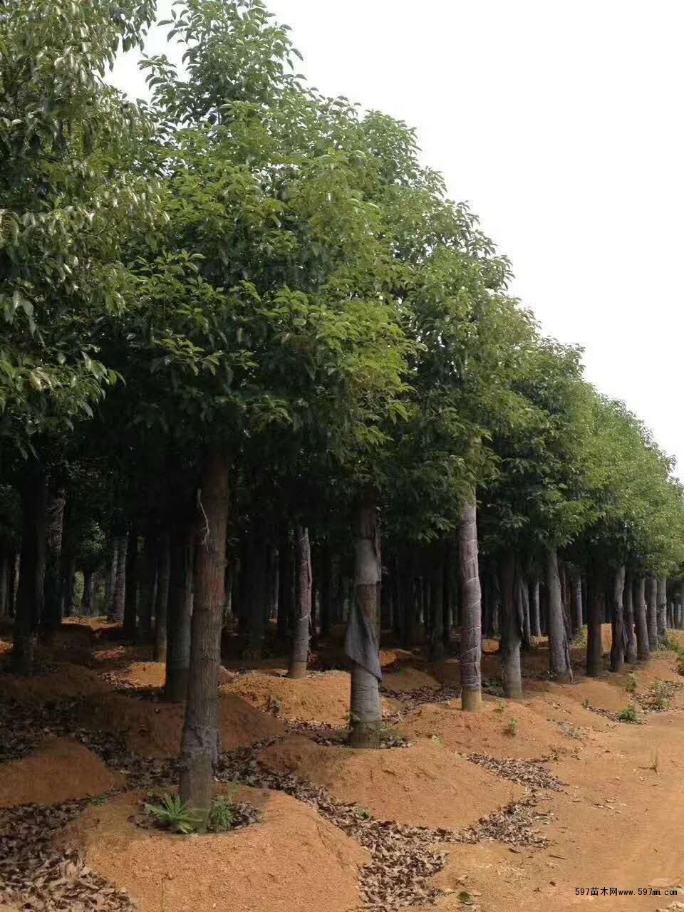 移栽香樟 移栽香樟