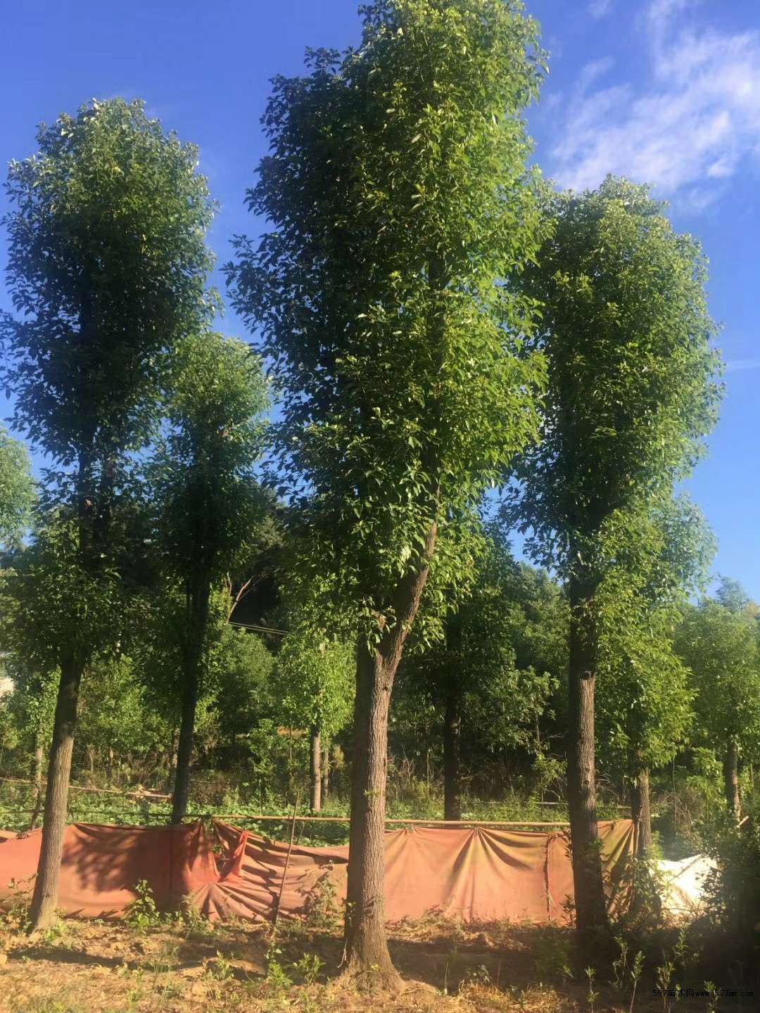 湖南香樟树 湖南香樟树