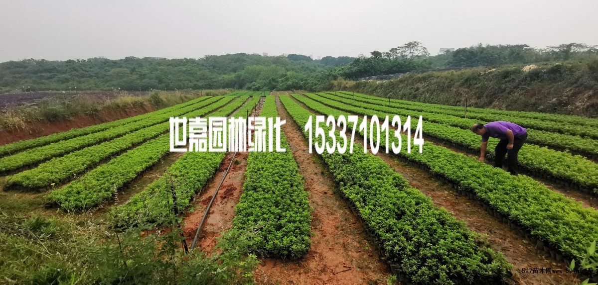 武汉毛鹃苗圃 武汉毛鹃苗圃