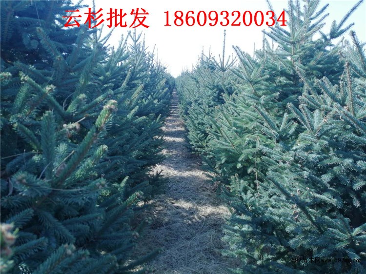 甘肃云杉 甘肃云杉