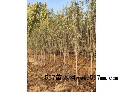西府海棠 西府海棠