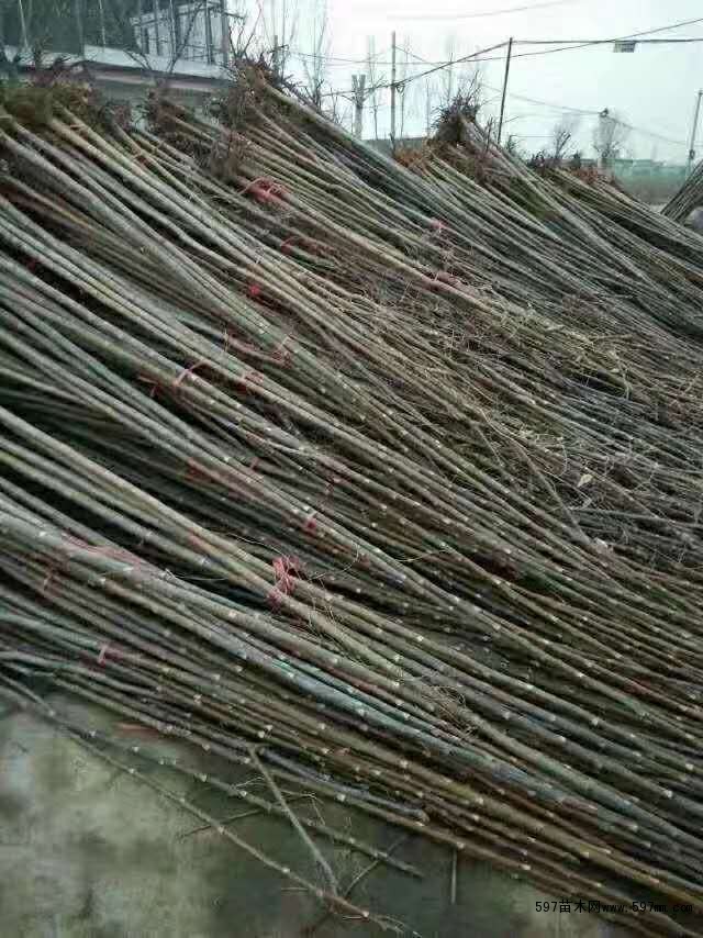 香椿树苗 香椿树苗