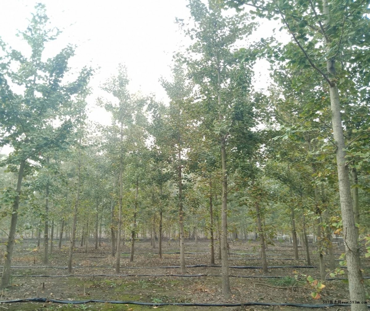 苗圃实景 苗圃实景